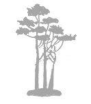 Букет